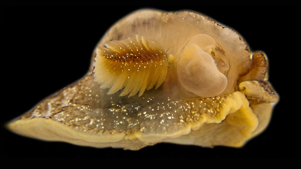 Вчені знайшли нову дивну морську істоту, що є тривожним знаком зміни клімату — фото
