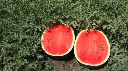 Свіжі кавуни на Новий рік — проста хитрість зберігання до січня - 285x160