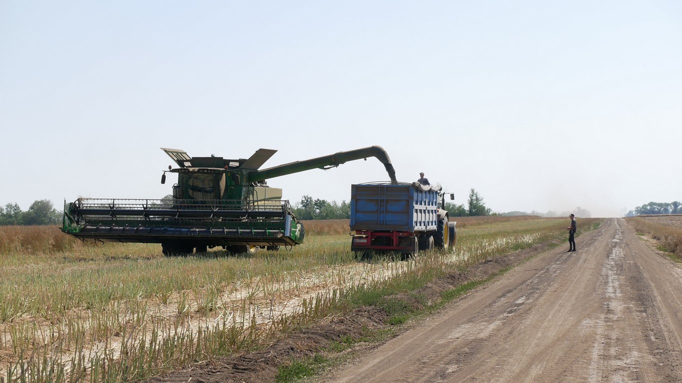 Ціни на зернові в Україні станом на 9 жовтня 2024 року