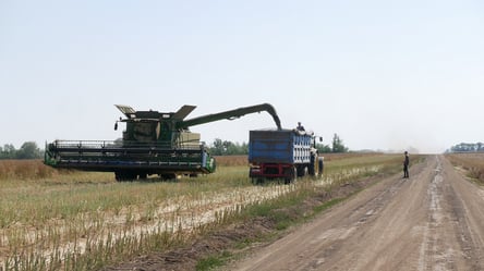 В октябре растут цены на зерновые — сколько в Украине стоит тонна кукурузы - 290x166