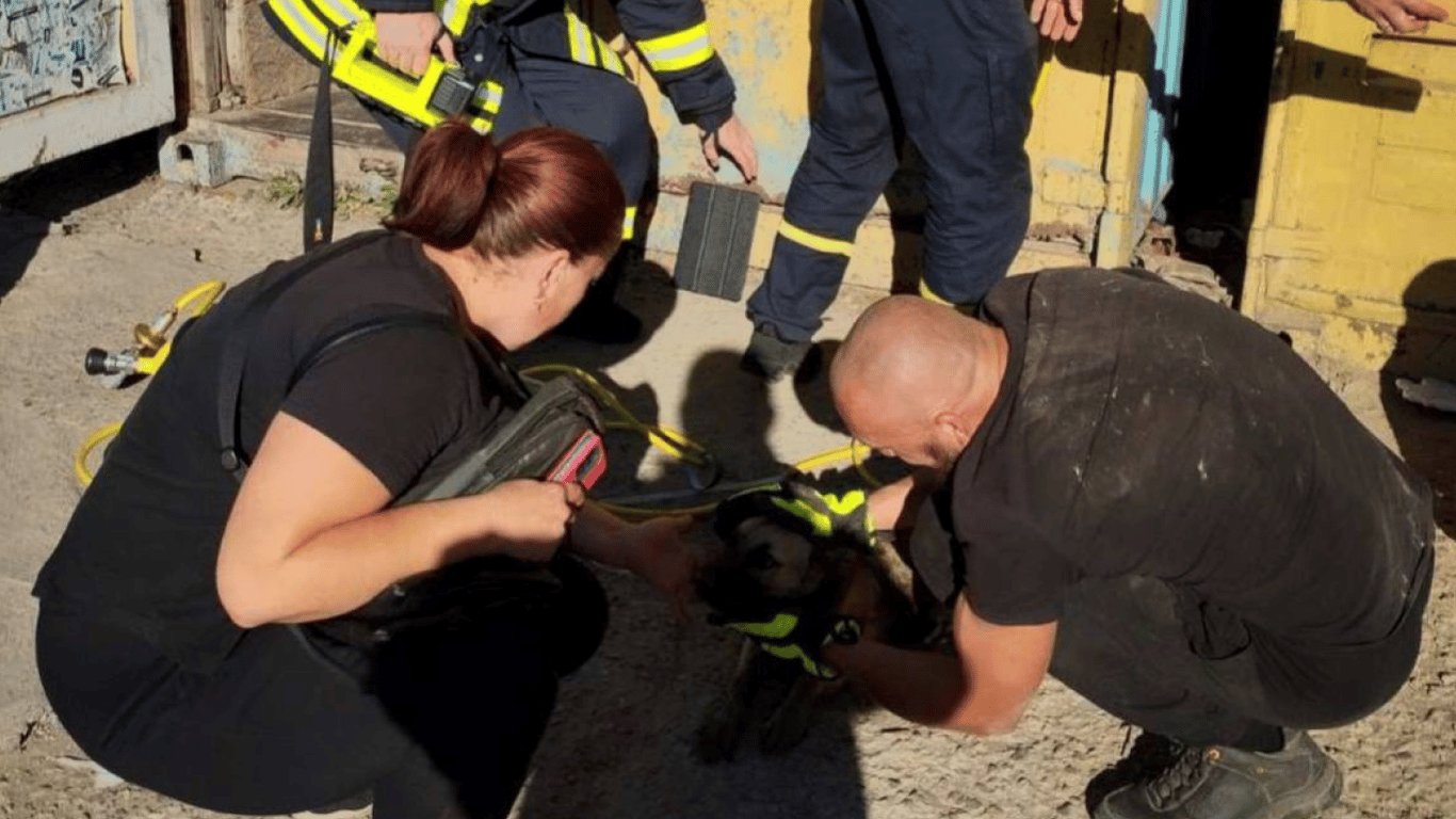Одесские спасатели достали собачку из смертельной ловушки
