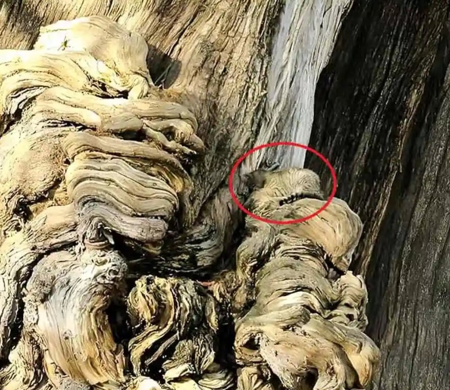 Только люди с высоким IQ найдут спящего котика на сухом дереве за восемь секунд - фото 2