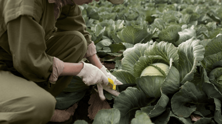 Не потрібно жодної хімії — як захистити капусту на городі від шкідників - 290x166