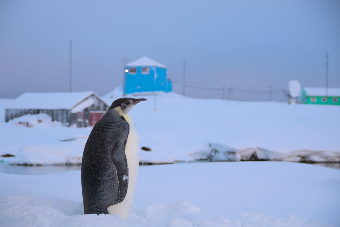 Який на вигляд імператорський пінгвін