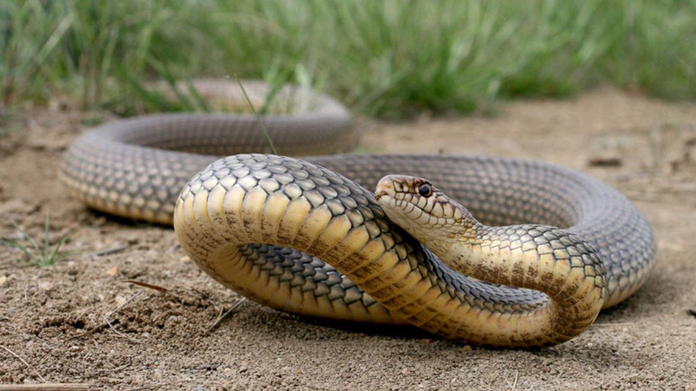 Правила поведінки зі зміями від Одеського зоопарку