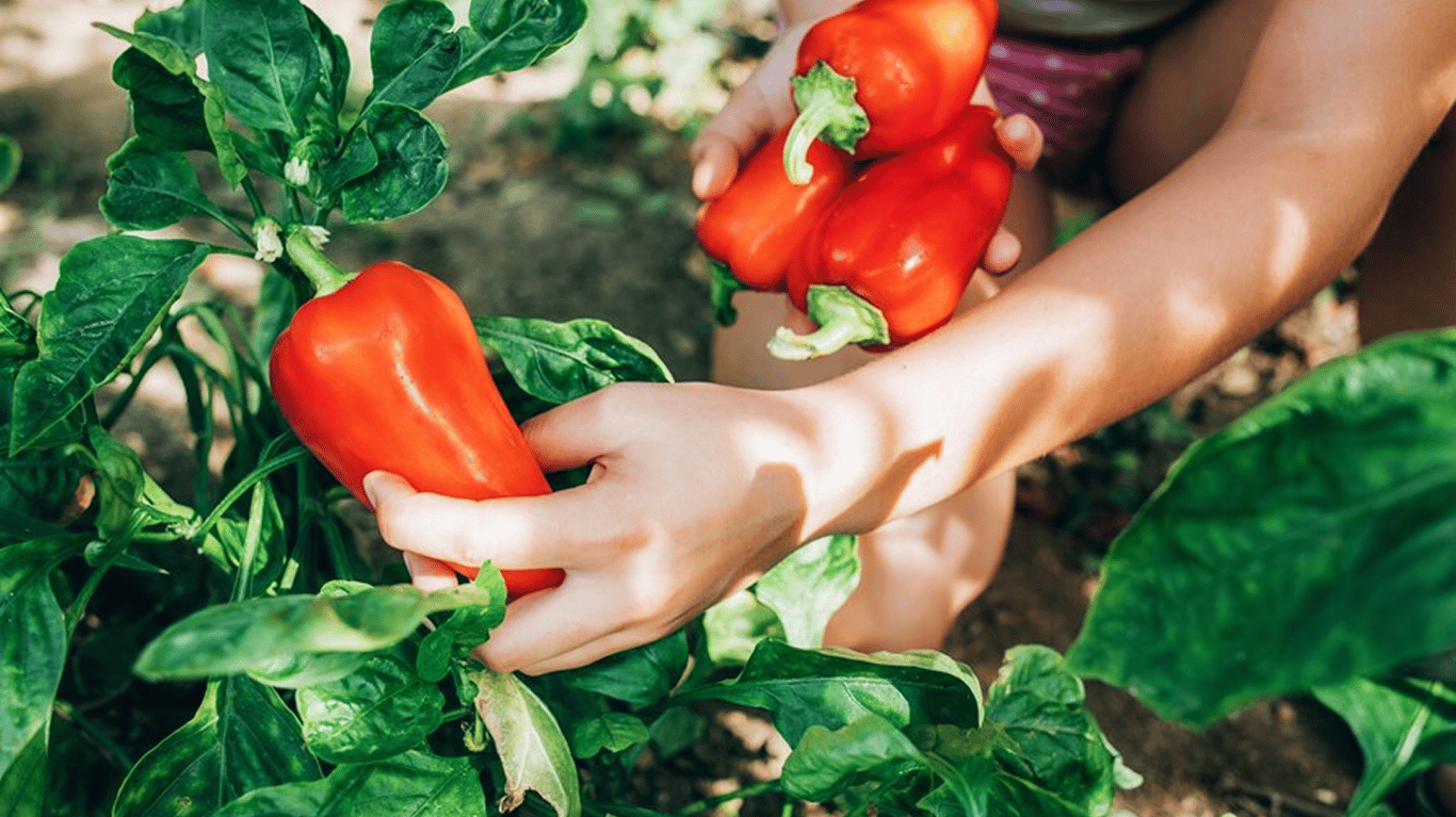 Дівчина збирає врожай перцю на городі.