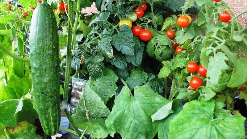 Огурцы и помидоры
