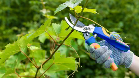 Помилки під час обрізки винограду — врожай впаде вдвічі - 285x160