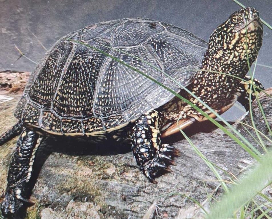 Рідкісний ровесник динозаврів - де зустрічається на Одещині - фото 1