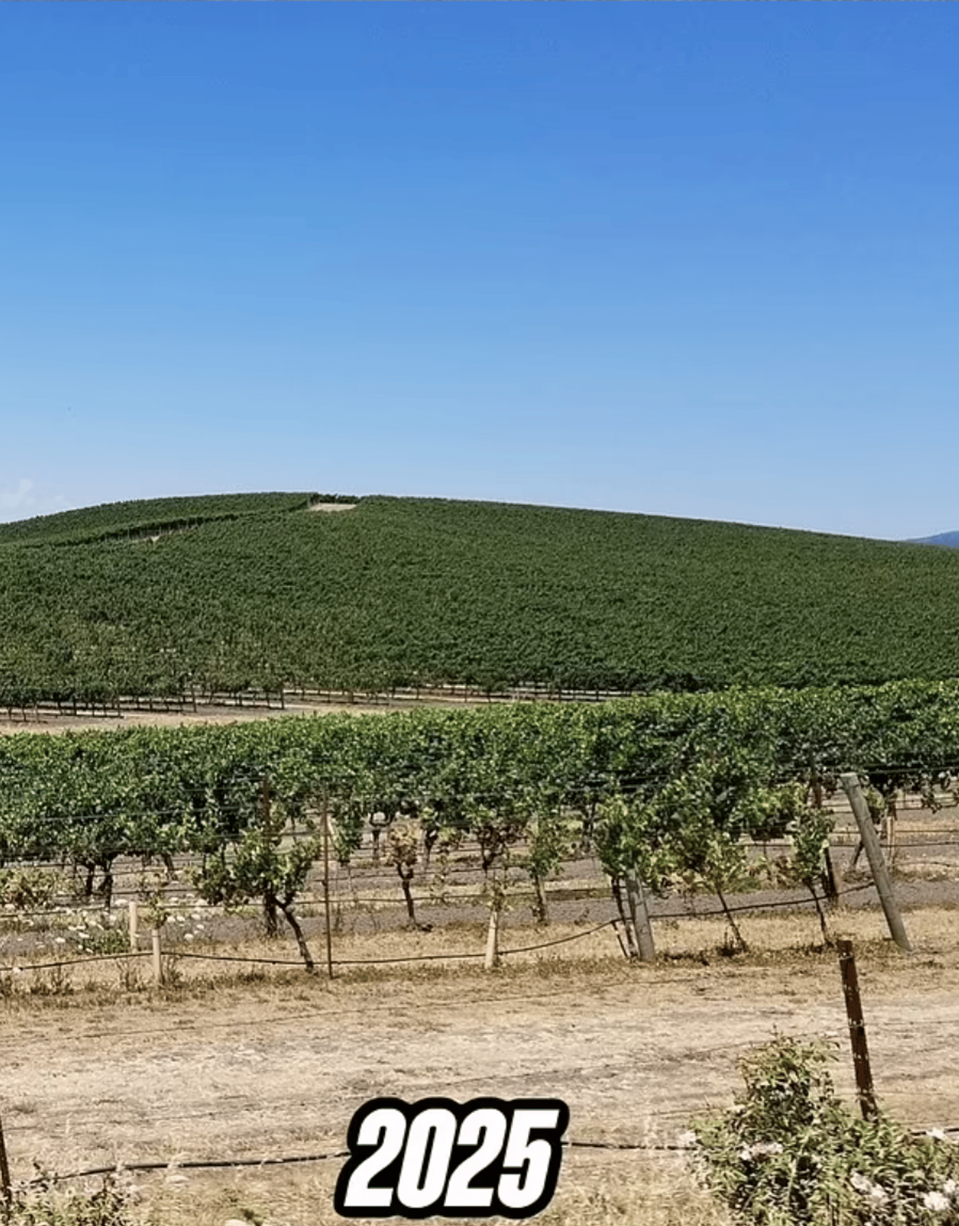 Долина Напа с обоев Windows XP