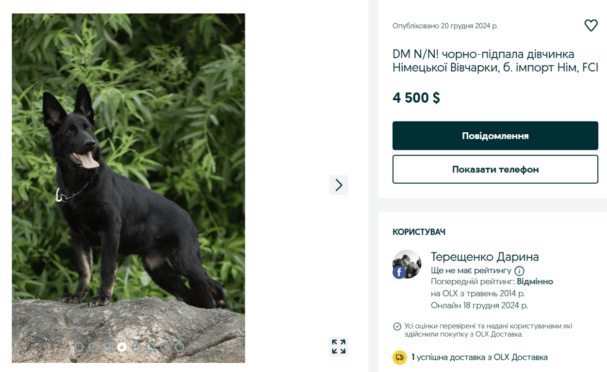 Элита среди хвостатых – какие породы собак дорого продают на OLX - фото 2