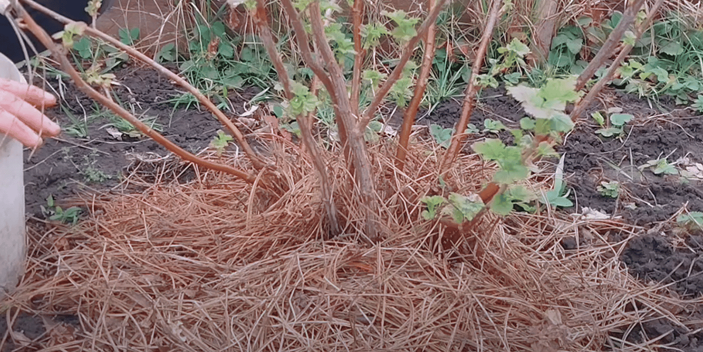 Мульчирование смородины