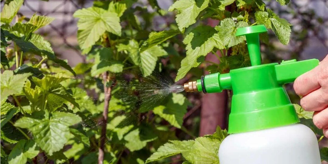 Опрыскивание смородины
