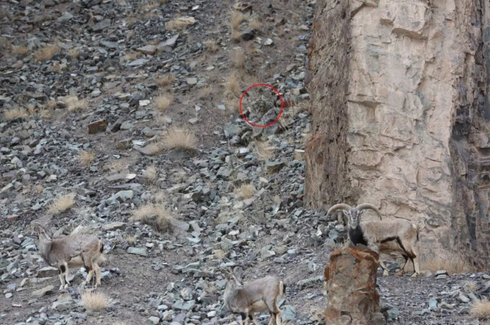 На гірських цапів чекає небезпека — допоможіть вчасно помітити хижака на фото - фото 2