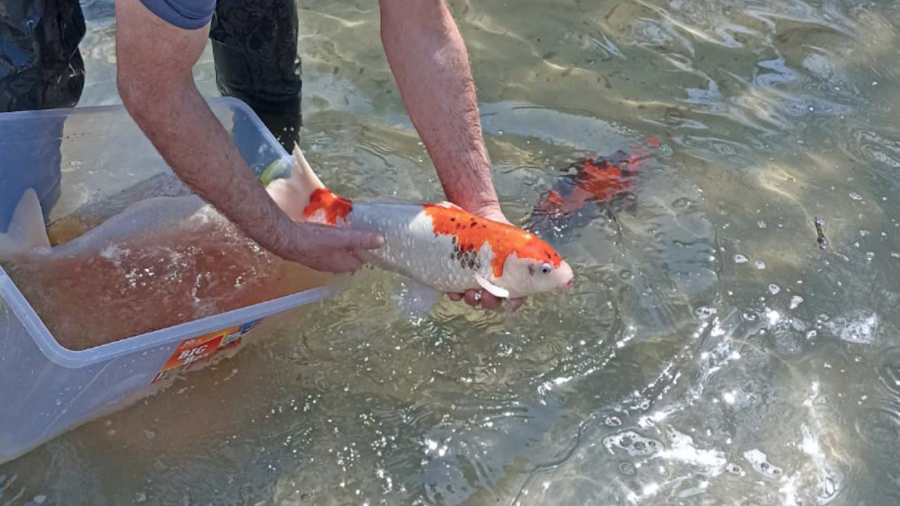 Украшение Одесского зоопарка — карпов Кои выпустили после зимы - фото 1