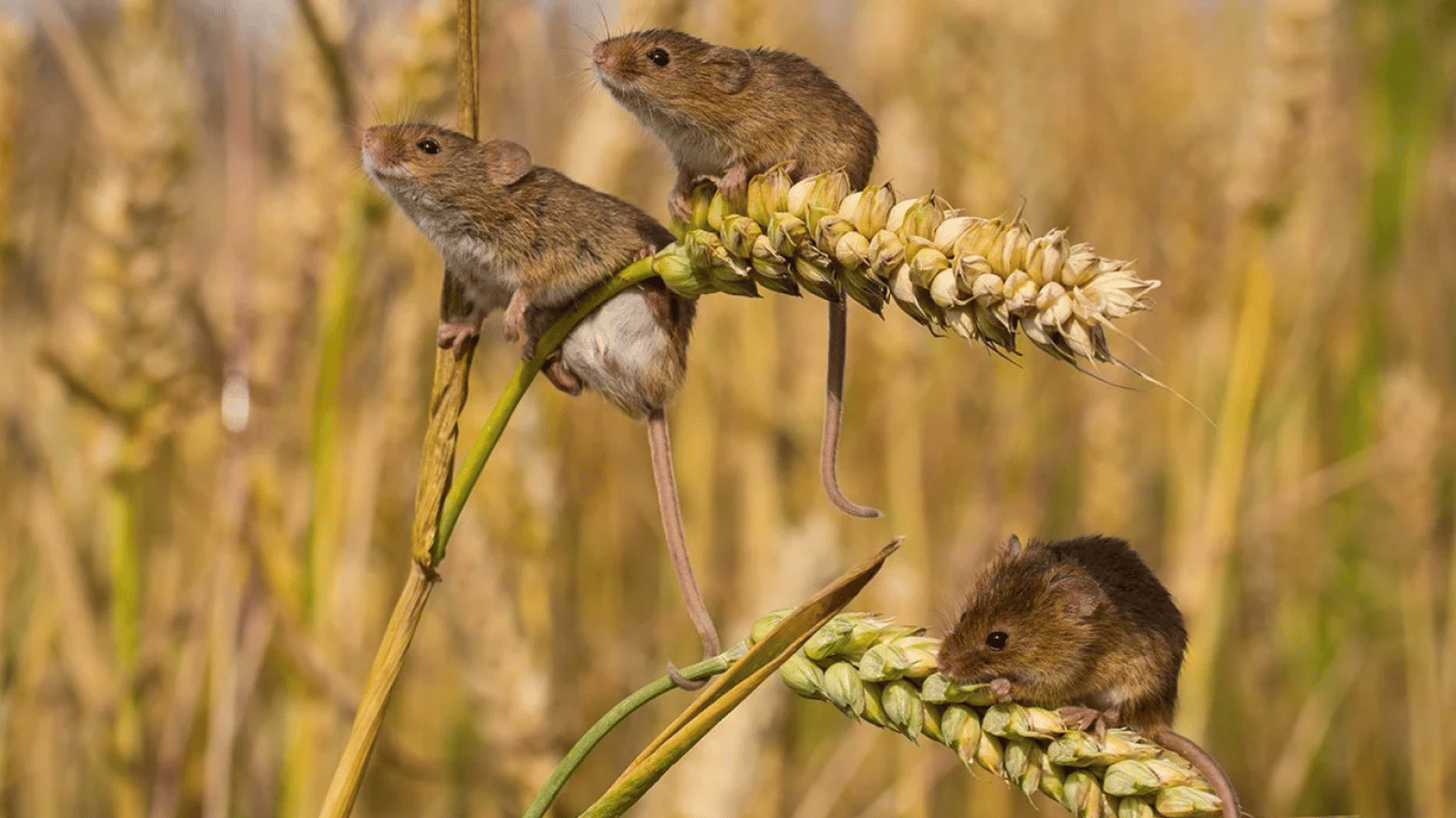 Які рослини посадити у саду і на городі, щоб відлякати гризунів: поради дачникам