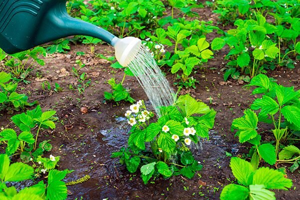 Процесс полива клубники на огороде