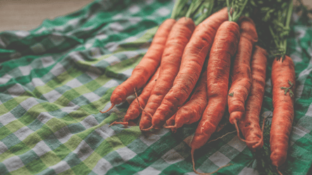 Посев моркови под зиму в 2025 году — названы благоприятные даты - 285x160