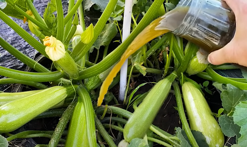 Полив кабачков