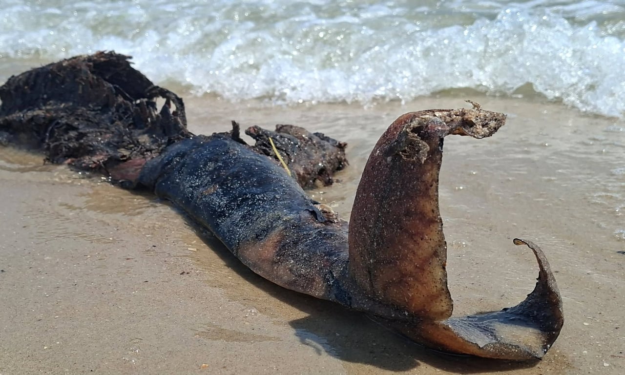 Екоцид дельфінв у Чорному морі