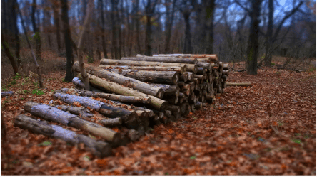 Сухостой на пустырях — можно ли рубить на дрова без разрешения - 285x160