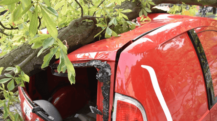 Впало дерево — мерія виплатила одеситу компенсацію за пошкоджене авто - 285x160
