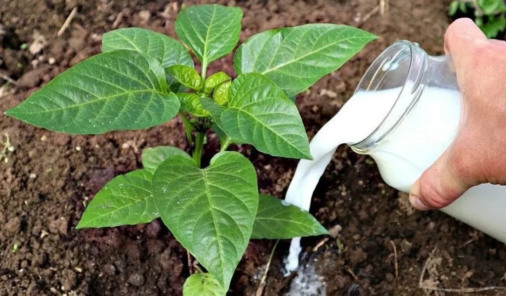 Доступная подкормка рассады — что это и чем полезна