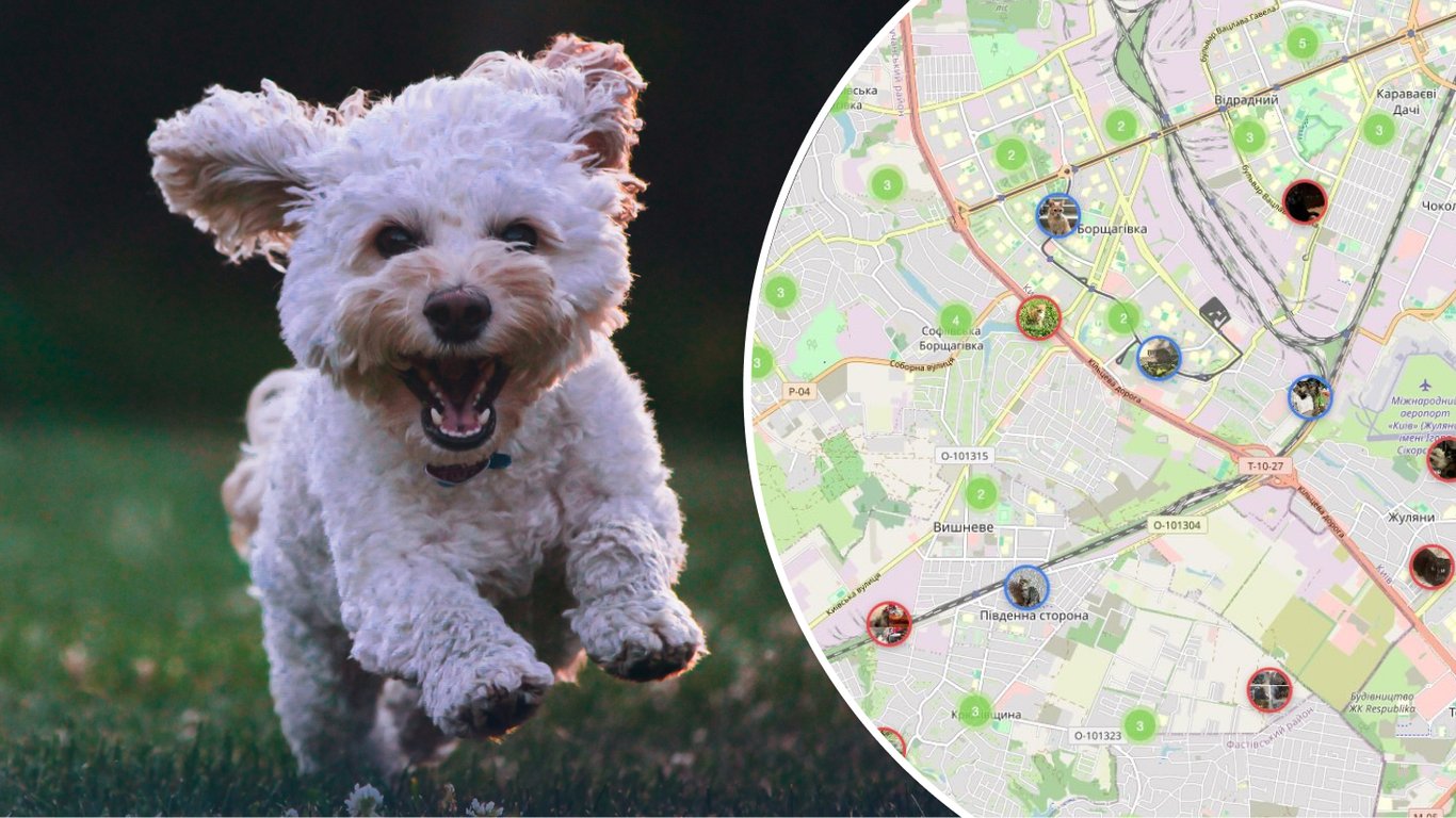 В Украине запустили PetRadar: ИИ-сервис для поиска потерявшихся животных