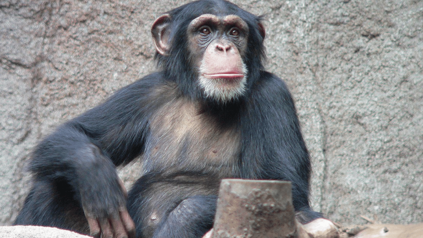 Эмоции зашкаливают: в сети показали, как 30-летняя шимпанзе впервые увидела небо