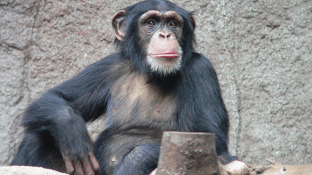 Эмоции зашкаливают: в сети показали, как 30-летняя шимпанзе впервые увидела небо - 285x160