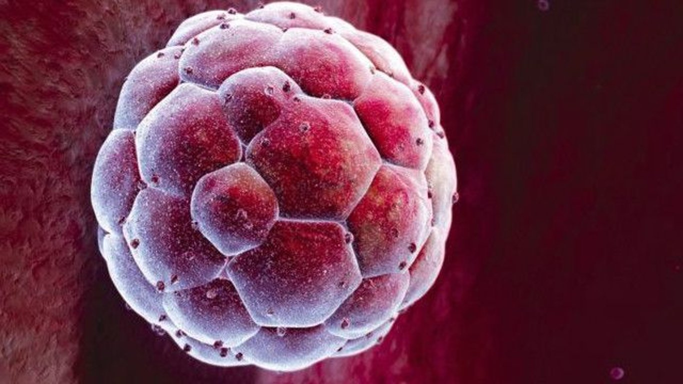 Израильские ученые создали эмбрион только из стволовых клеток