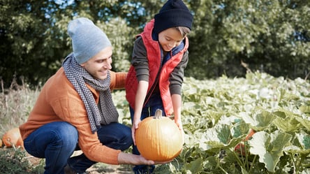 Земля в Україні продовжує дорожчати — скільки коштує гектар - 290x166