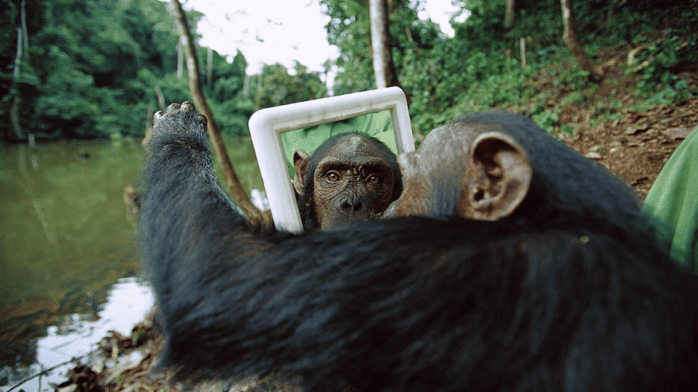 Что видят животные, когда смотрят на себя в зеркало — интересное исследование
