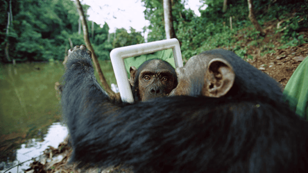 Чи розпізнають себе — як тварини дивляться на себе у дзеркало - 285x160