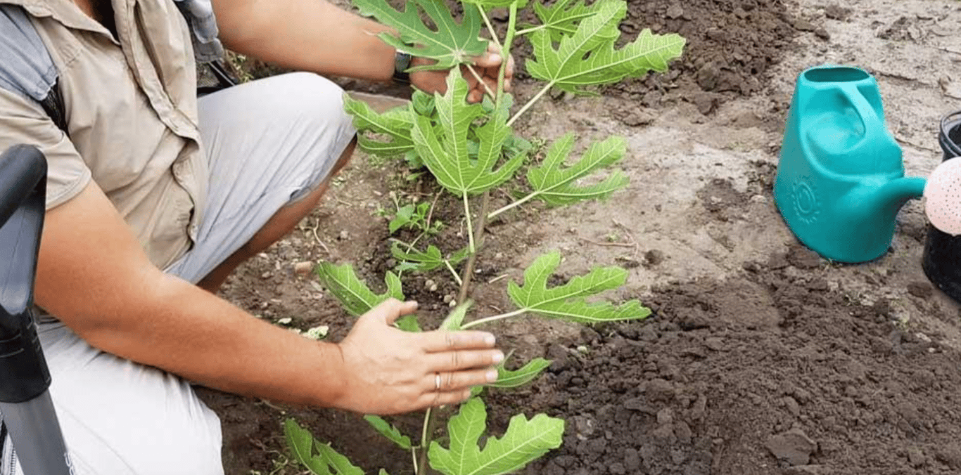Садовник, сажающий дерево инжира