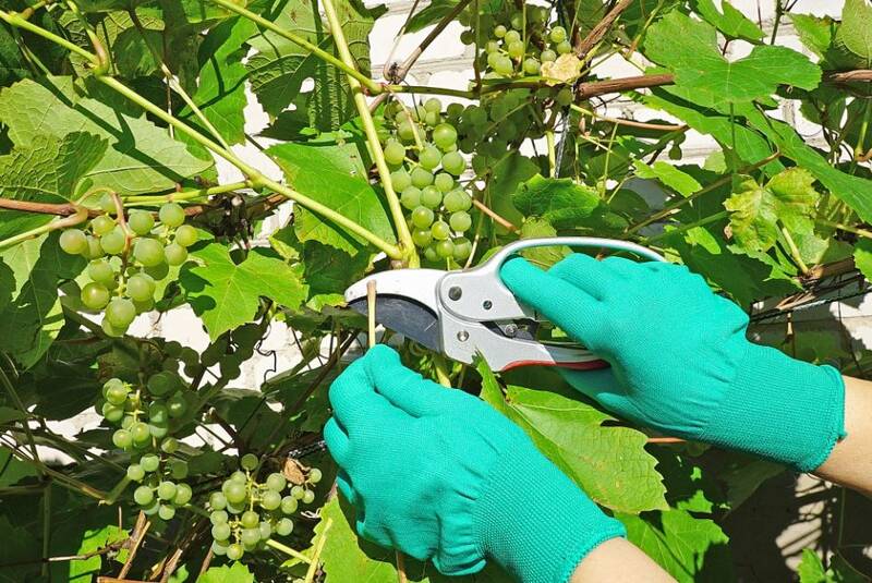 Обрезка зеленого винограда в саду