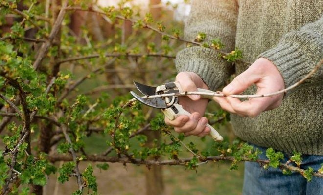 Як підготувати живці смородини взимку