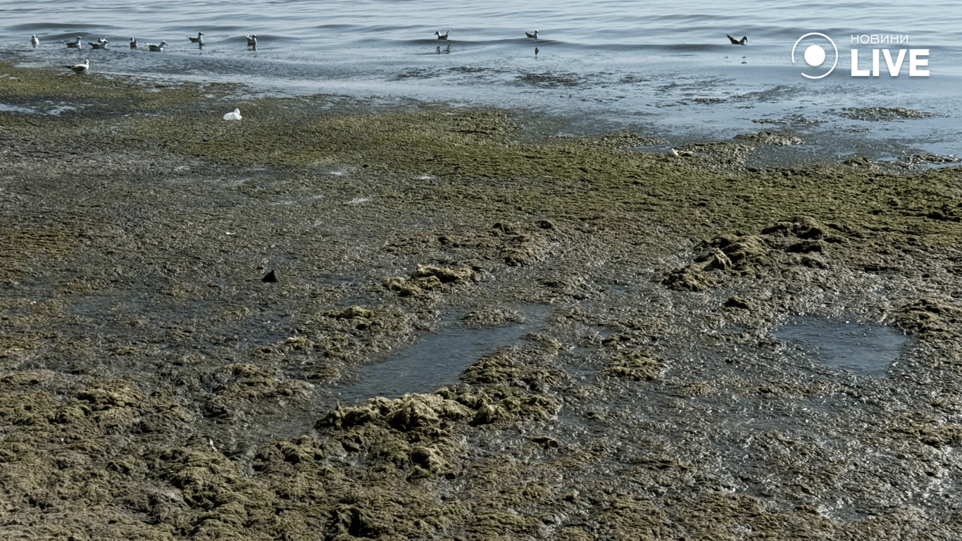 Скупчення водоростей в морі
