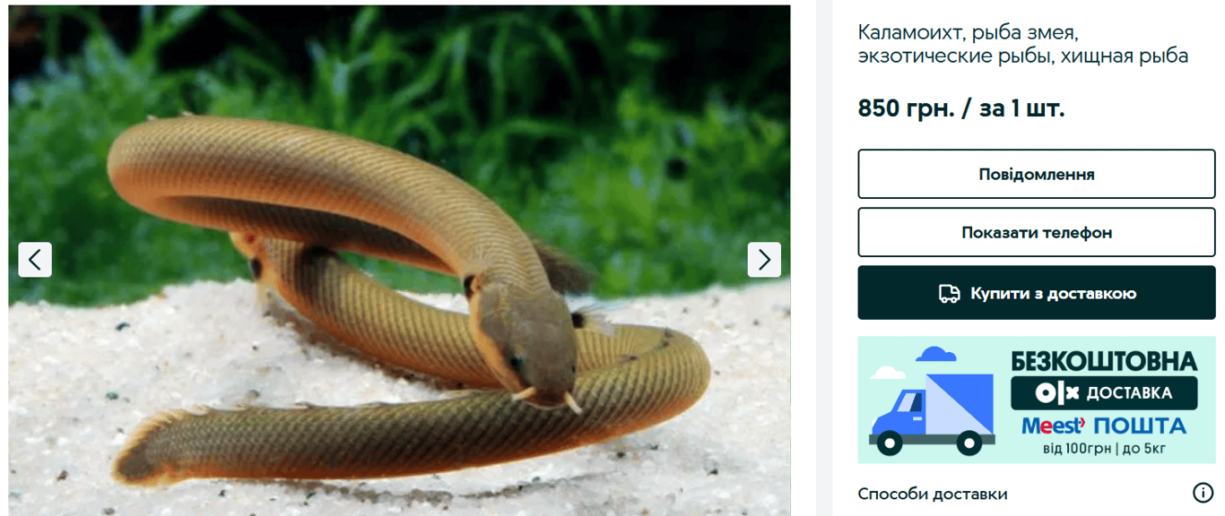 Экзотика на OLX — каких домашних любимцев продают украинцам - фото 2