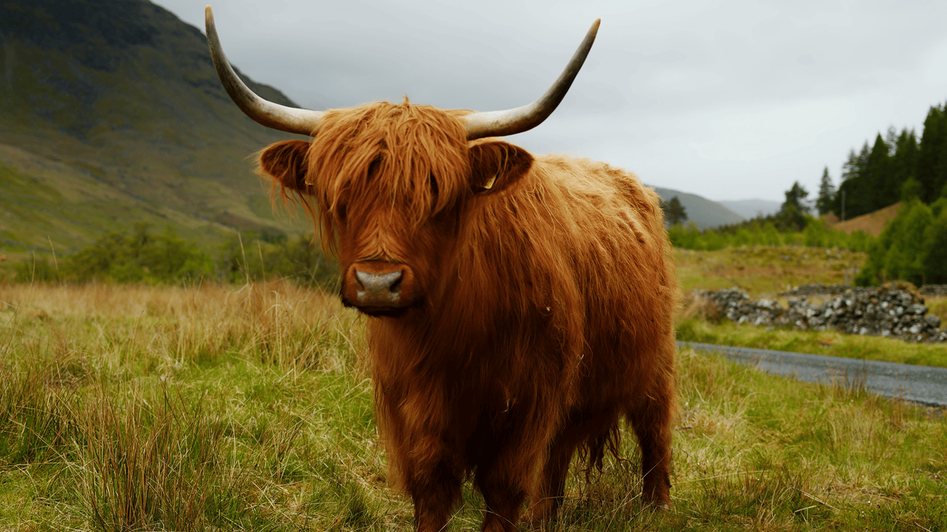 Яка ваша тотемна тварина за датою народження