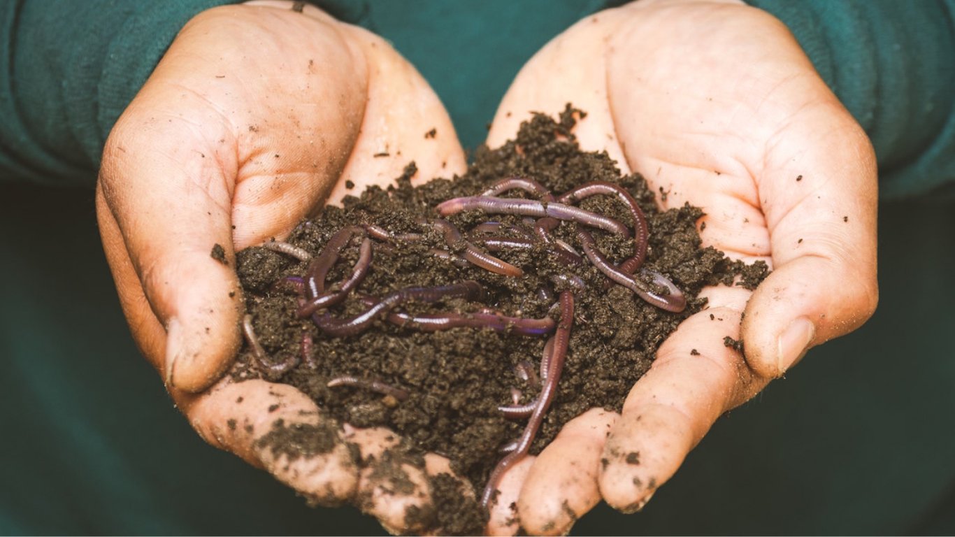Як розвести дощових хробаків на городі, щоб земля стала родючою — дієві поради
