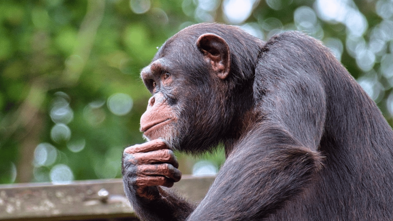 Вчені відкрили нові здібності шимпанзе