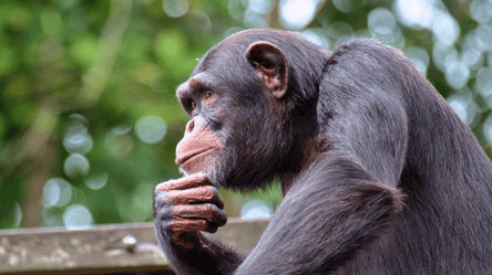 Вчені відкрили нові здібності шимпанзе - 285x160