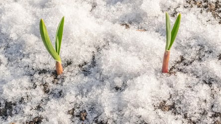 Часник проріс узимку — чому його не можна укривати - 290x160