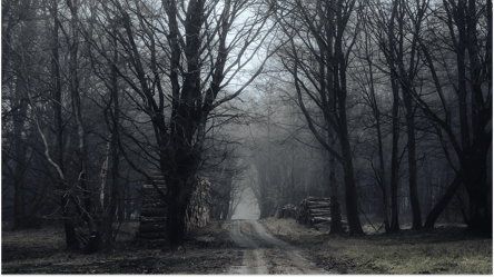 Дрова с брошенного участка — можно ли рубить деревья на пустырях - 285x160