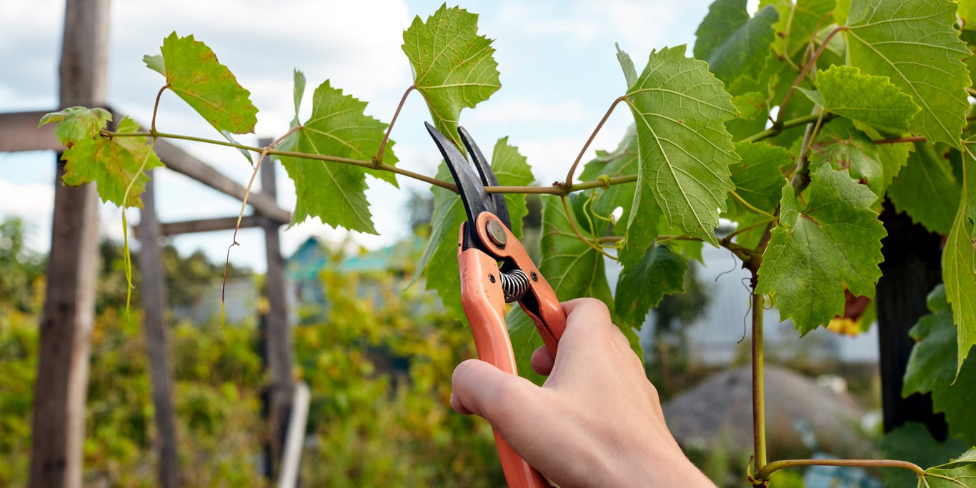Обрезка винограда