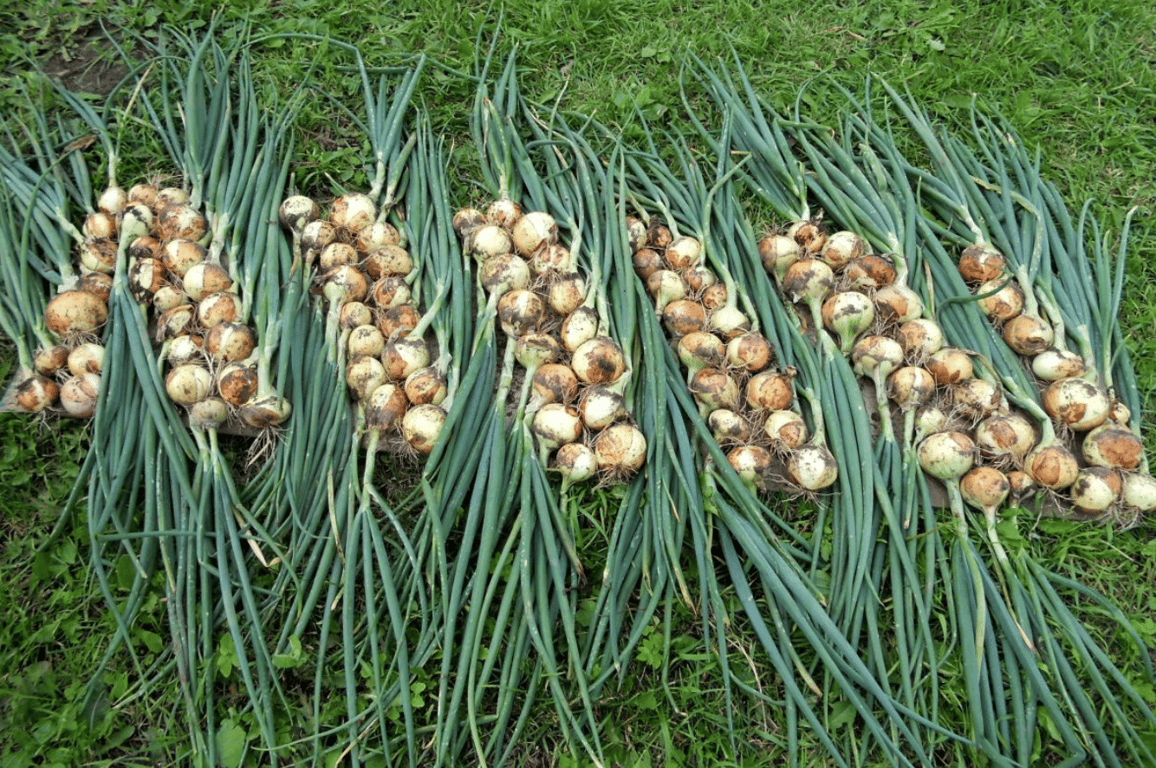 Сушение лука