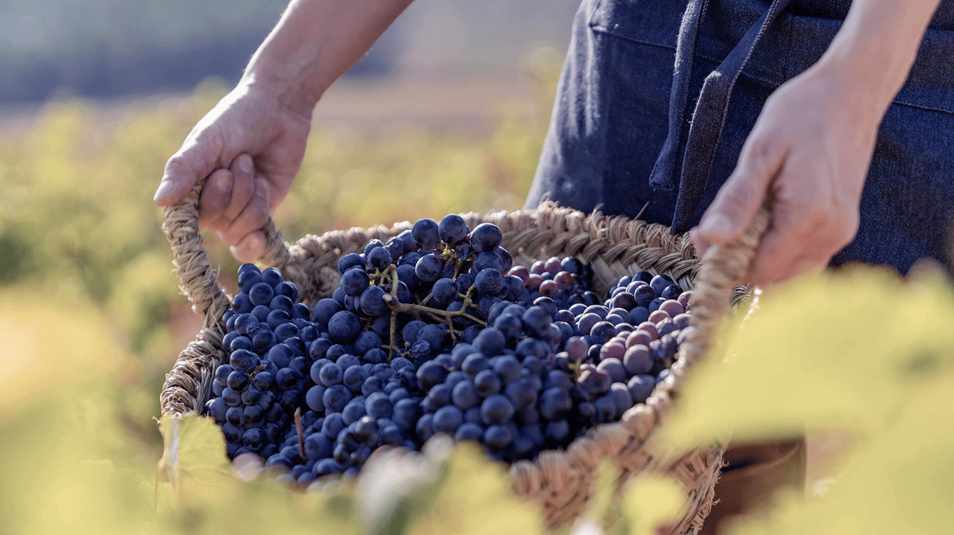 Врожай винограду в кошику.