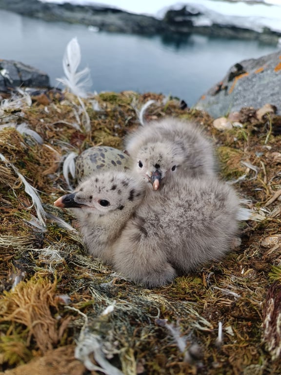 Пташенята мартинів серед антарктичних льодовиків — унікальне фото