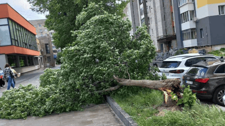 Ненастье накрыло Львов: поваленные деревья, сорванные крыши и обесточивание - 285x160